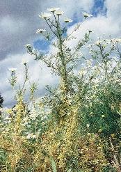 (Viola arvensis) háromszínû változata 147. kép.