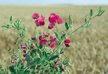 (Lathyrus