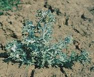 Iszapgyopár (Gnaphalium uliginosum) az észak-amerikai származású, rendkívül terhes átoktüske (Cenchrus incertus).