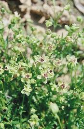 154. kép. Heverô zöldhúr (Sagina procumbens) Nedvességjelzô gyomnövények (150 162. kép). A talaj vízkészlete hasznos és holt vízre különül, ez utóbbi a növények számára nem felvehetô.