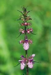 163. kép. Topagyom (Bombycilaena erecta) 162. kép. Mocsári tisztesfû (Stachys palustris) nevezzük.