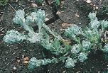 életteréül is szolgál.) A nitrogénben gazdag termôföldek indikátorai pl. a szôrös (Amaranthus retroflexus) és a karcsú disznóparéj (A.