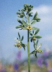 A nitrogénszegénységet ( sovány talajokat ) jelzô gyomok többek közt a tavaszi ködvirág (Erophila verna), az olocsán (Holosteum umbellatum), a korai