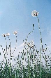 kép. Bujdosó mák (Papaver confine)