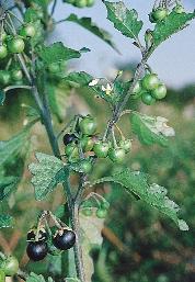 kép. Karcsú disznóparéj (Amaranthus