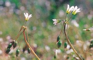 173. kép. Olocsán (Holosteum umbellatum) REHDER (1964, cit. HOLZNER 1971) nyomán pozitív foszfátjelzôk pl.