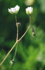 (Scleranthus annuus) 176. kép.