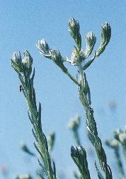 orientalis), az egynyári szélfû (Mercurialis annua).