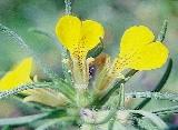 183. kép. Lángszínû hérics (Adonis flammea) 184. kép. Nagy ördögbocskor (Turgenia latifolia) 185. kép. Tinóöröm (Vaccaria hispanica) A talaj bázikus kémhatását jelzô növények (183 186.