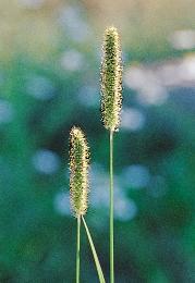 187. kép. Fakó muhar (Setaria pumila) 188. kép. Zöld muhar (Setaria viridis) Tarlókon gyakran együtt fordulnak elô, közömbös talajon általában egyforma mennyiségben.