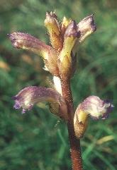 192. kép. A napraforgó-szádor (Orobanche cumana) fôleg napraforgón él növények fejlôdését befolyásolják.