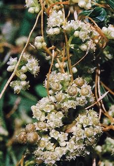 a parlagfû (Ambrosia artemisiifolia) esetében valószínûleg nagymértékben hozzájárult (BRÜCK- NER 1998, BRÜCKNER SZABÓ 2001).