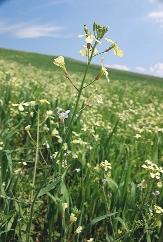 202. kép. Repcsényretek (Raphanus raphanistrum) Tömegesen megjelenô gyomok tavaszi gabonavetésekben (201 202. kép).