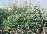 Apró kutyatej (Euphorbia exigua) Mint az elôzôekben láthattuk, az ôszi vetésû gabonafélékben három egymástól jól elkülönülô, mind életformájában, mind összetételében és megjelenésében