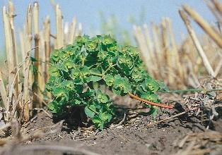 elpusztítják. A tavaszi kalászosok tipikus fajait a T 3 -as gyomok pl.: vadrepce (Sinapis arvensis), repcsényretek (Raphanus raphanistrum) alkotják.