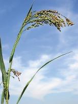 10. kép. Termesztett köles (Panicum miliaceum) 11. kép. Gyomköles (Panicum miliaceum subsp. ruderale) A gyomköles alfajok a termesztett kölesbôl alakultak ki.