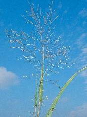 ruderale és P. miliaceum subsp. agricola) valószínûleg többszöri visszamutációkkal, a termesztett kölesbôl alakultak ki (SCHOLZ 1983, SCHOLZ MIKOLÁS 1991). A gyomkender (Cannabis sativa subsp.