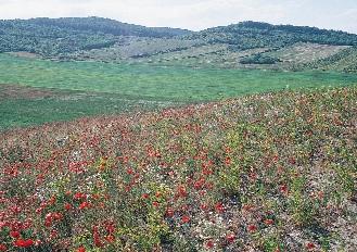 (Vulpia myuros) (Pusztamiske, Veszprém megye 2002) 218. kép.