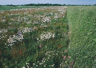 és szöszös pipitérrel (Anthemis austriaca) (Mosonmagyaróvár,