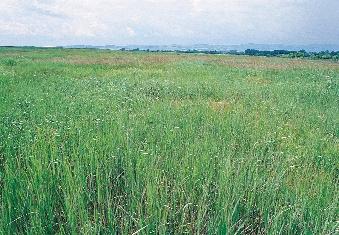 223. kép.