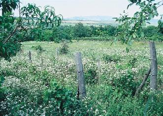 felhagyott szántóterület (Ipolyvece, Nógrád megye, 2004) 224. kép.