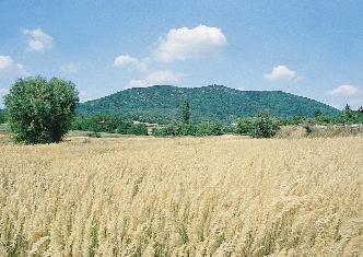 mûvelésbôl kivont szôlôben (Gálosfa, Somogy megye, 2003) 226. kép.