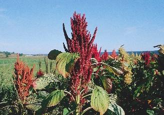 235. kép. Termesztett piros amaránt (Amaranthus hypochondriacus) készíthetô:...a Taraczk-gyökérbôl sütetett kenyér nem csak eleségûl, hanem egyszer smind orvosságul is szolgálhatna.