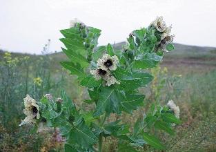 15. táblázat.