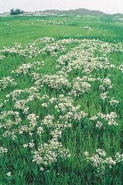 összehúzó); a kék búzavirág (Centaurea cyanus) (vizelethajtó); a mirha-libatop (Chenopodium ambrosioides) (bélférgesség ellen); a mezei (Consolida regalis) és a keleti szarkaláb (C.
