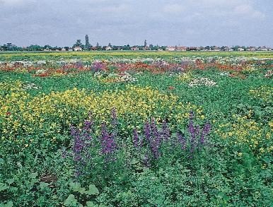 megye, 1997) Vetési gyomnövények mint az agrártáj