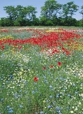 6.1.3 Dísznövények 241. kép. Pipacs búzavirággal, vadrepcével és szöszös pipitérrel (Zánka, Veszprém megye, 2004) 6.1.2 Méhlegelôk Számos szántóföldi gyomnövényünk a méhészet fontos nektár-, illetve virágporforrása.