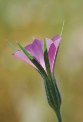 További, méhlegelôként szóba jöhetô szegetális fajaink: a kék búzavirág (Centaurea cyanus), a repcsényretek (Raphanus raphanistrum), a vadrepce (Sinapis arvensis), az apró szulák (Convolvulus