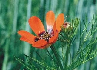 243. kép. Nyári hérics (Adonis aestivalis) A konkoly és a nyári hérics kedvelt dísznövényeink voltak (242 243. kép). 6.1.