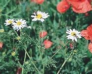 250. kép. Nehézszagú pipitér (Anthemis cotula) tarka 251. kép. Pipacson pihenô zöld levelibéka (Hyla darázslegyekkel (Sphaerophoria scripta) arborea) A gyomnövényzet számos állat táplálékforrása és búvóhelye is egyben.