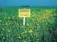 253. kép. Védett szántószegély vetési aranyvirággal (Chrysanthemum segetum) Németországban 254. kép. A fajokban gazdag kisparcellákat akár teljes felületükön extenzifikálják (Németország) 256. kép. Ragadós galaj (Galium aparine) tömeges elôfordulása védett szegélyben.