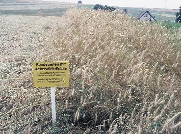 gazdálkodásért és a terméskiesésért kártérítésben részesítik.