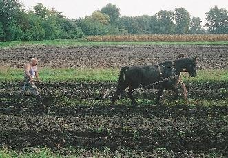 kapcsolatbeli szerepüket sem tudják kielégítôen betölteni (KELLER KOLLMAN 1999).