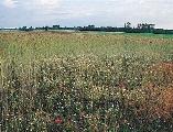 Bács-Kiskun megye, 2004) 263. kép.