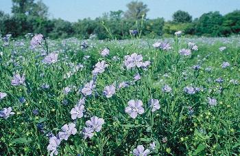 17. kép. Intenzíven mûvelt, gyommentes olajlenvetés a Mosoni-síkságon (Öttevény, 2004) remotum) és 8 db duzzadt gomborka (Camelina alyssum).