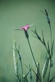 A Rozs Nemzetséges nyavalyája Ha az esztendô vizes: a Vadotz (Bromus Secalinus) igen sok benne.