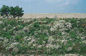 25. kép.