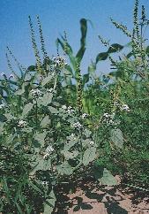 26. kép. A mezei szarkaláb (Consolida regalis) eredeti élôhelye valószínûleg füves pusztákon volt (Papaver rhoeas), a kis gomborka (Camelina microcarpa), vagy a szöszös pipitér (Anthemis austriaca).