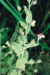 Kis tôtippan (Eragrostis minor) Néhány kisebb termetû faj, mint például az európai kunkor (Heliotropium europaeum), a varjúmák (Hibiscus trionum) és a kis tôtippan (Eragrostis minor) Közép-Európában