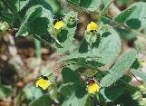 Más nyárutói fajok pl. a karcsú (Amaranthus chlorostachys) és a szôrös disznóparéj (A.