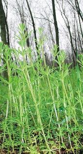 33. kép. A ragadós galaj (Galium aparine) nedves és árnyékos erdôkbôl hatolt a szántókra 32. kép. Ragadós galaj (Galium aparine) eredeti élôhelyén 34.