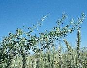 évenkénti aratás következtében. Pl. az ádáz (Aethusa cynapium) szántókon élô alfajának (subsp.