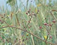 a vadmurok (Daucus carota), a vadrezeda (Reseda lutea) és az orvosi atracél (Anchusa officinalis) a szántóföldeken egyéves formában