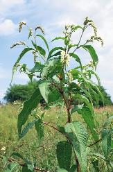 kép. Hegyeslevelû libatop (Chenopodium polyspermum)