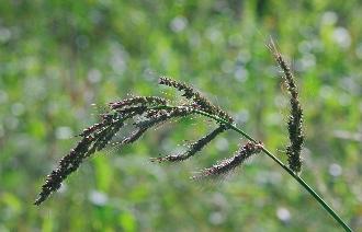 Lapulevelû keserûfû (Persicaria lapathifolia) A
