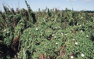 39. kép. Sövényszulák (Calystegia sepium) borítja el a mocsári gyomtársulás növényzetét a Hanságban 1.